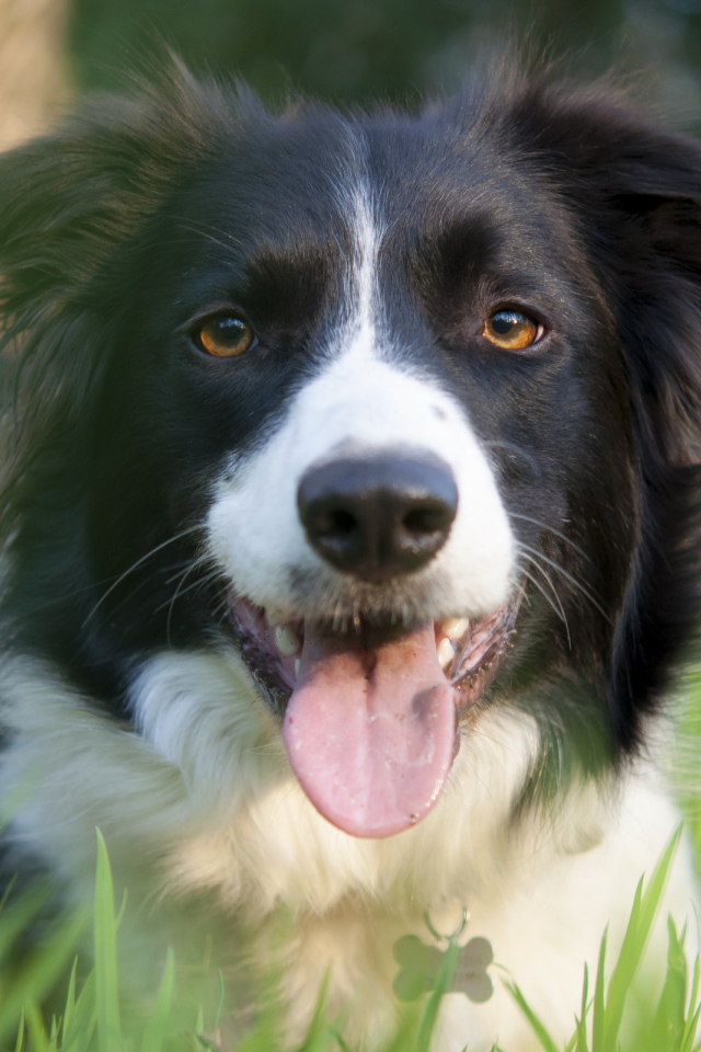 Красивая бордер-колли в траве