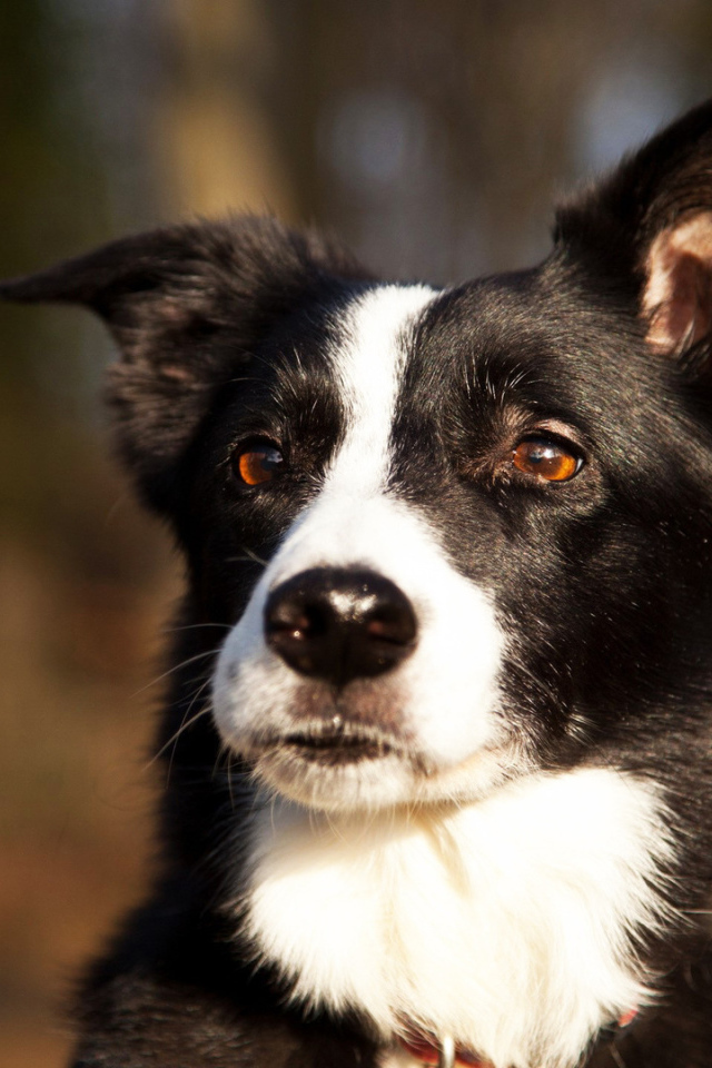 Красивая бордер-колли прислушалась