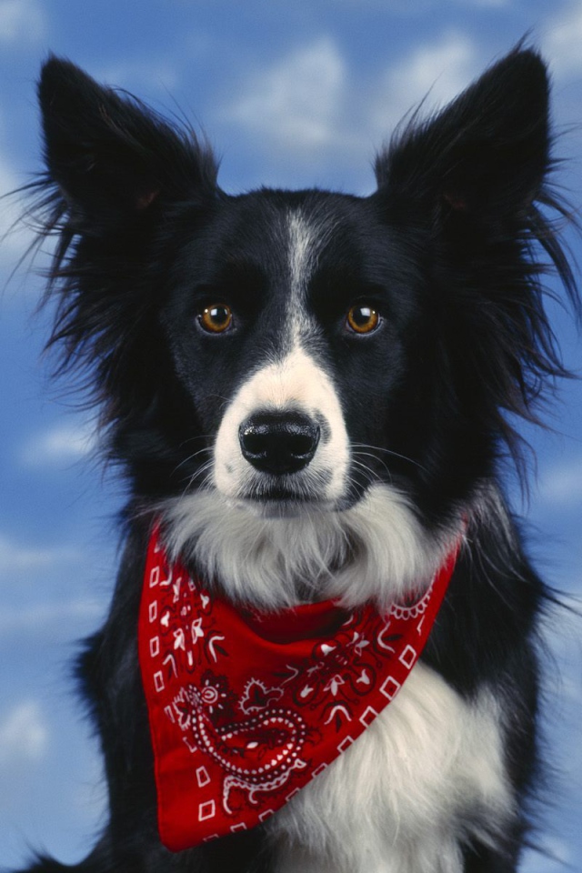 Красивая бордер-колли на фоне неба