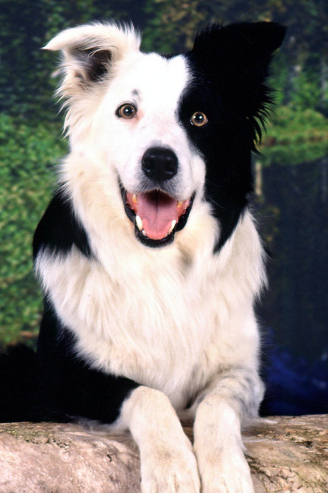 Красивая бордер-колли позирует