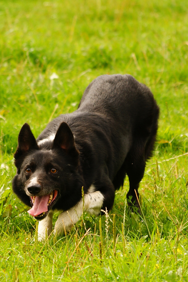 Красивая бордер-колли крадётся