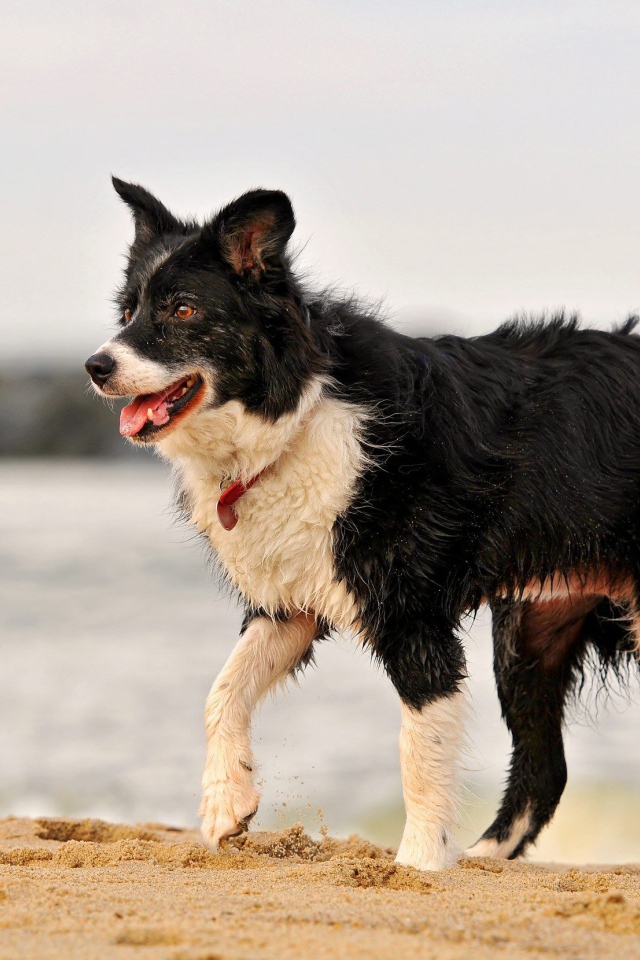 Красивая бордер-колли испачкалась в песке