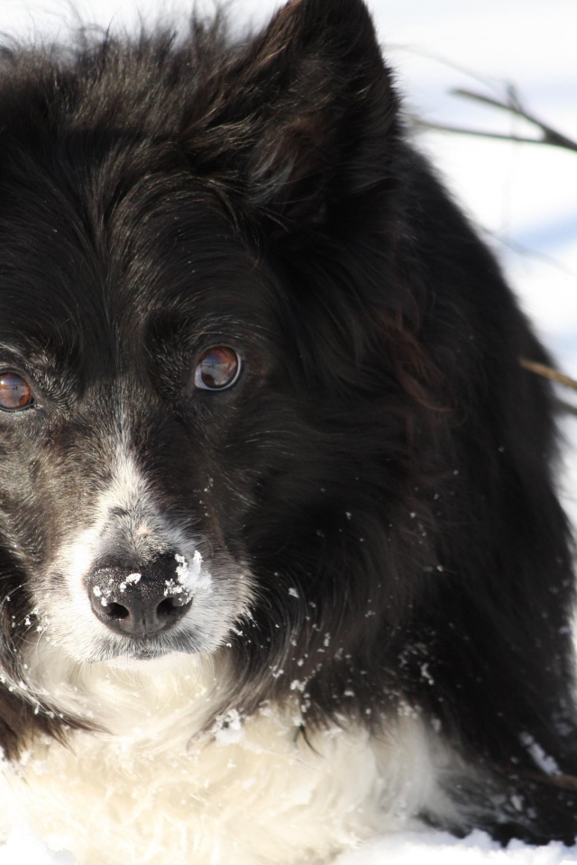 Красивая бордер-колли стоит в сугробе