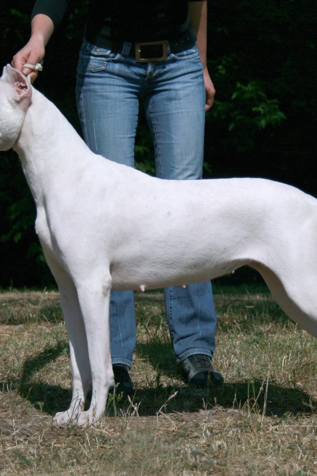 Красивый аргентинский дог