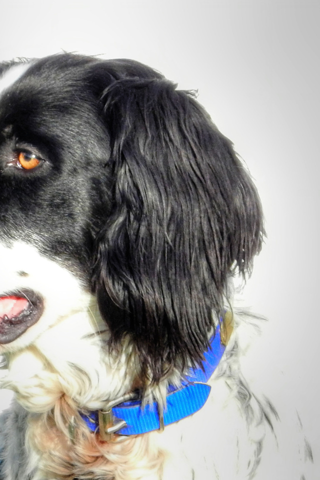 Красивый английский сеттер