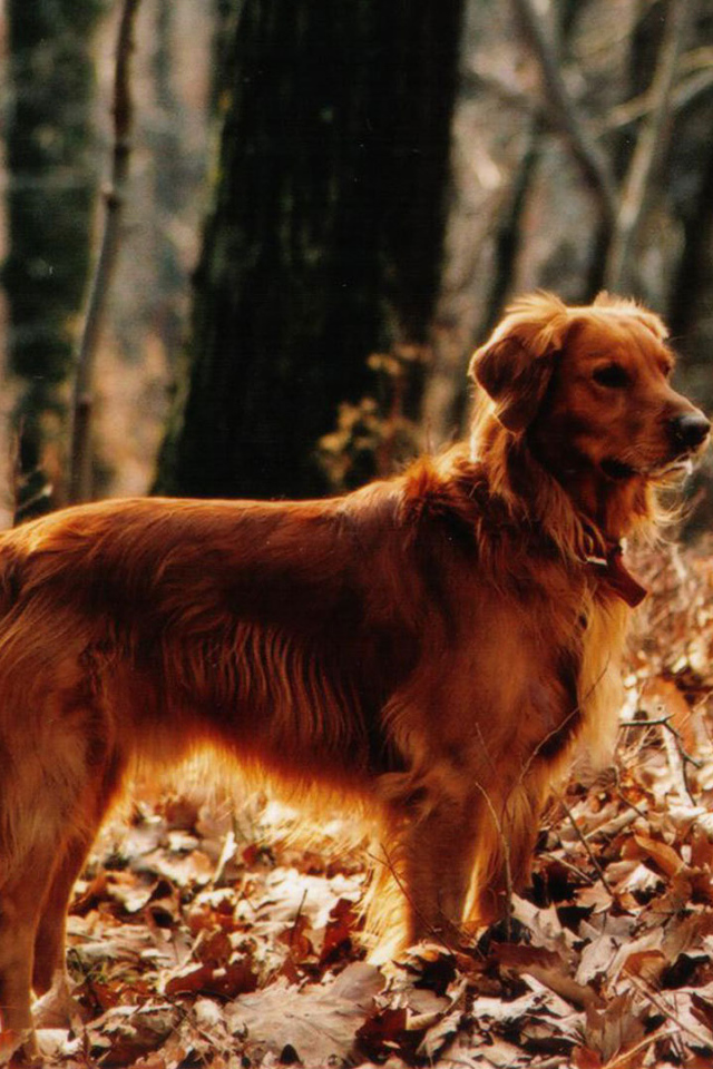 Красивый золотой терьер в лесу
