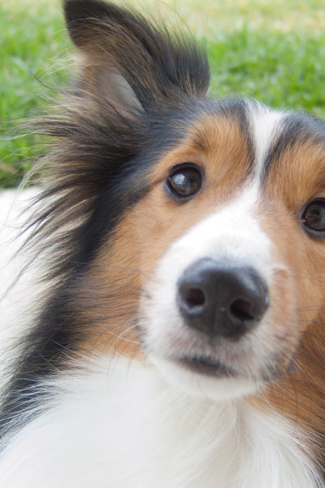 Красивая собака породы шелти