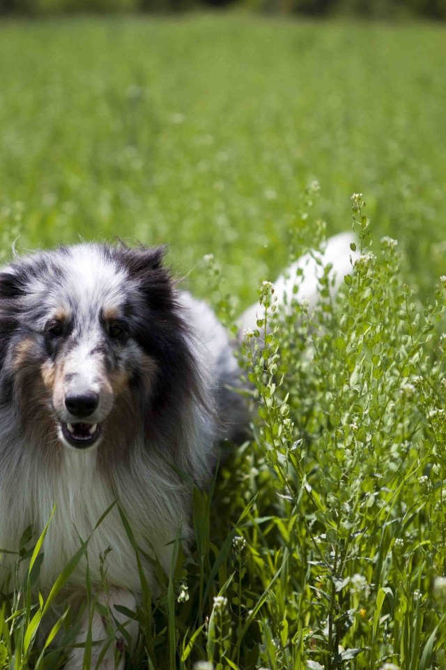 Красивая собака породы шелти в высокой траве