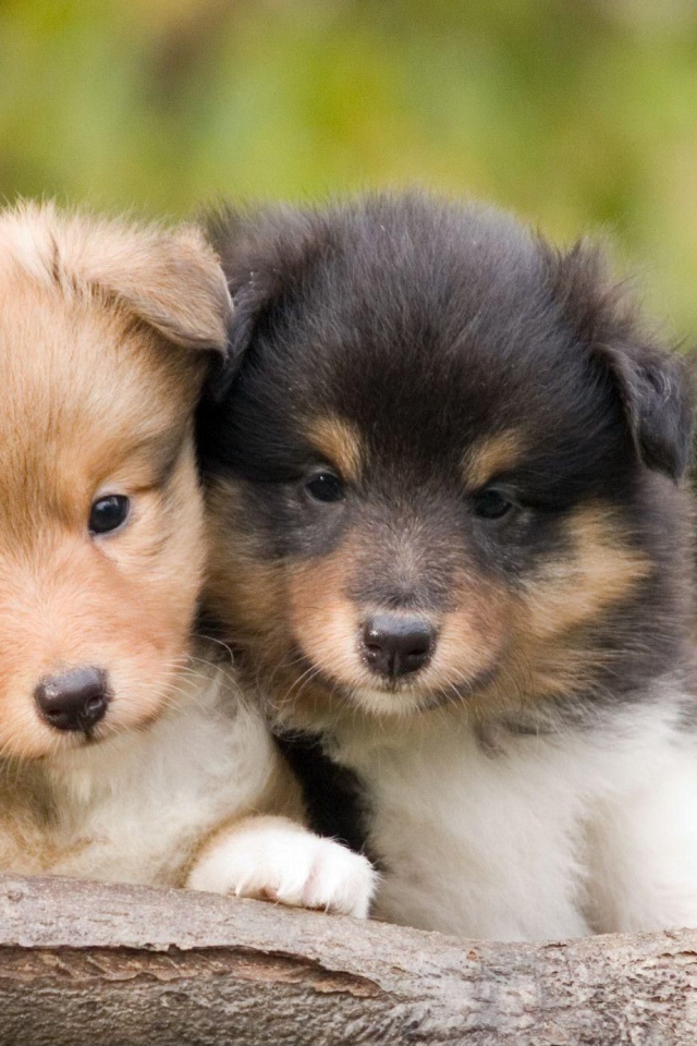 Красивые щенки породы шелти