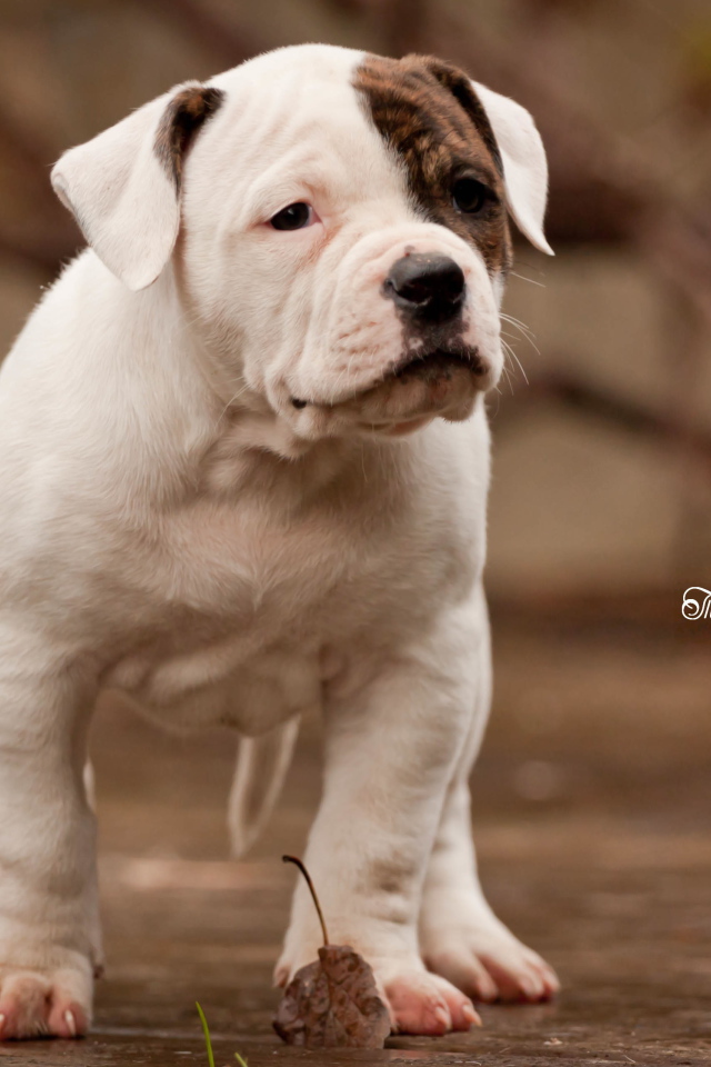 Красивый щенок американского бульдога