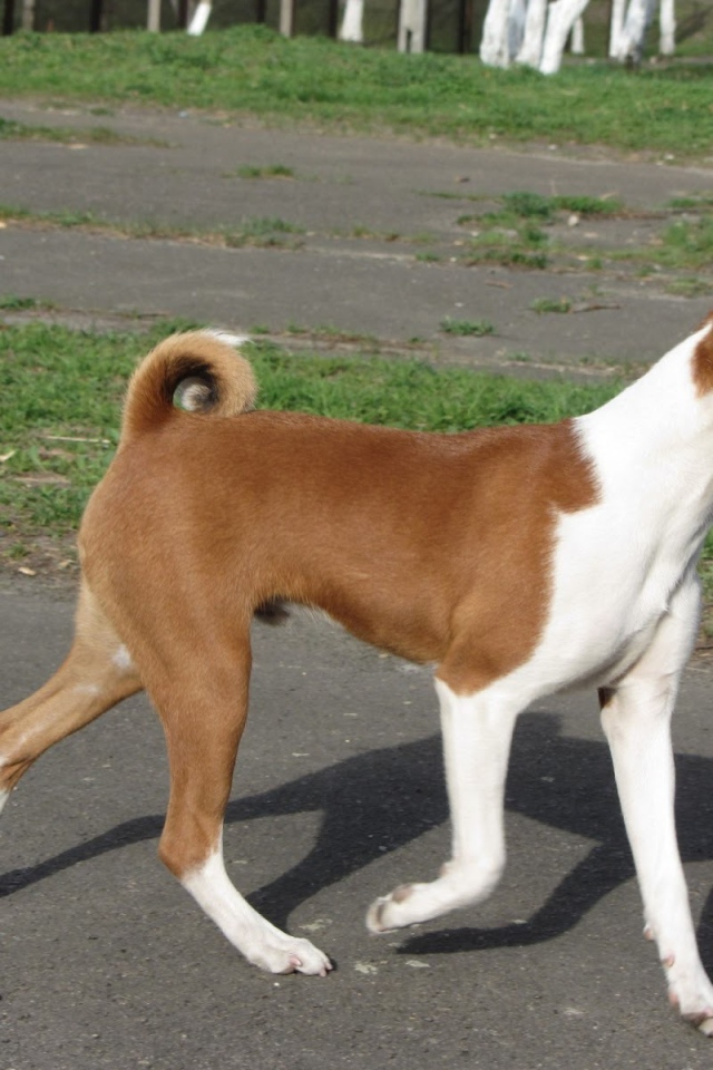 Красивая собака породы басенджи на прогулке