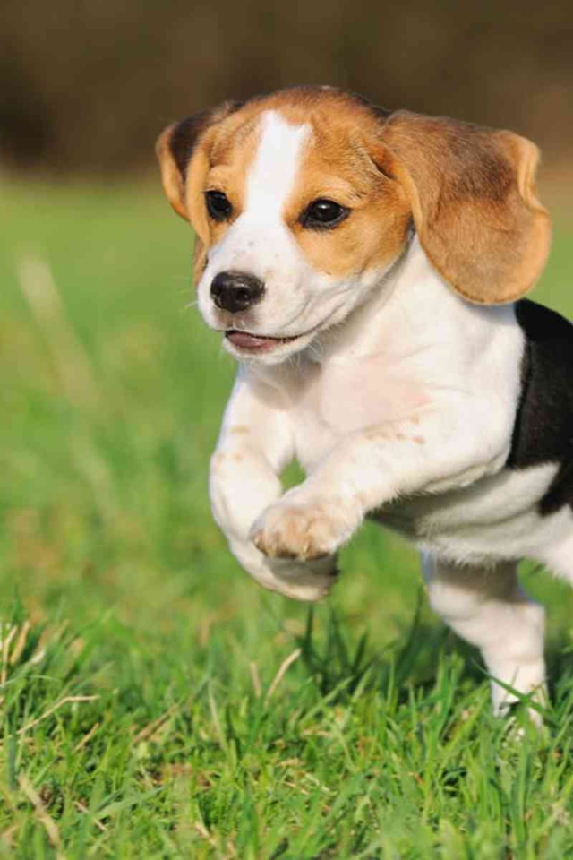 Красивый щенок породы бигль в прыжке