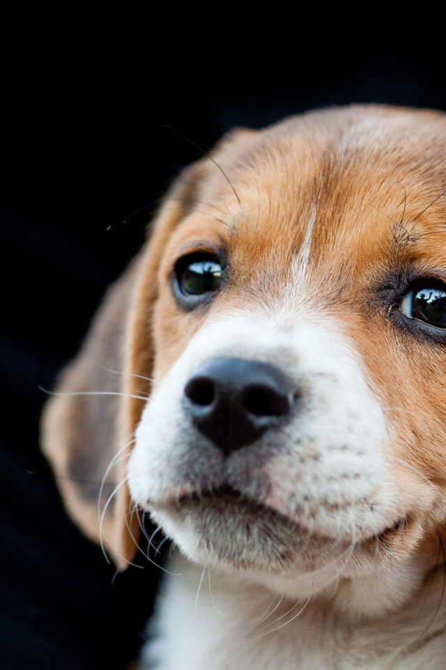 Красивый щенок породы бигль на чёрном фоне