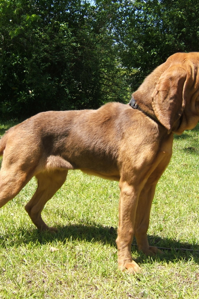 Красивый бладхаунд на прогулке