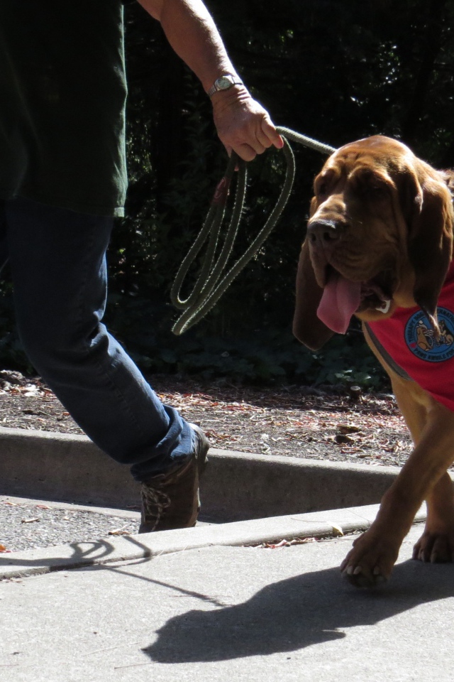 Красивый бладхаунд на прогулке с хозяином