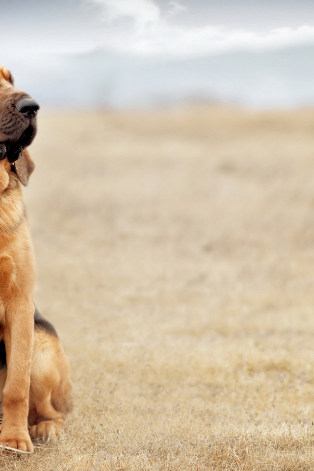 Красивый бладхаунд сидит в поле