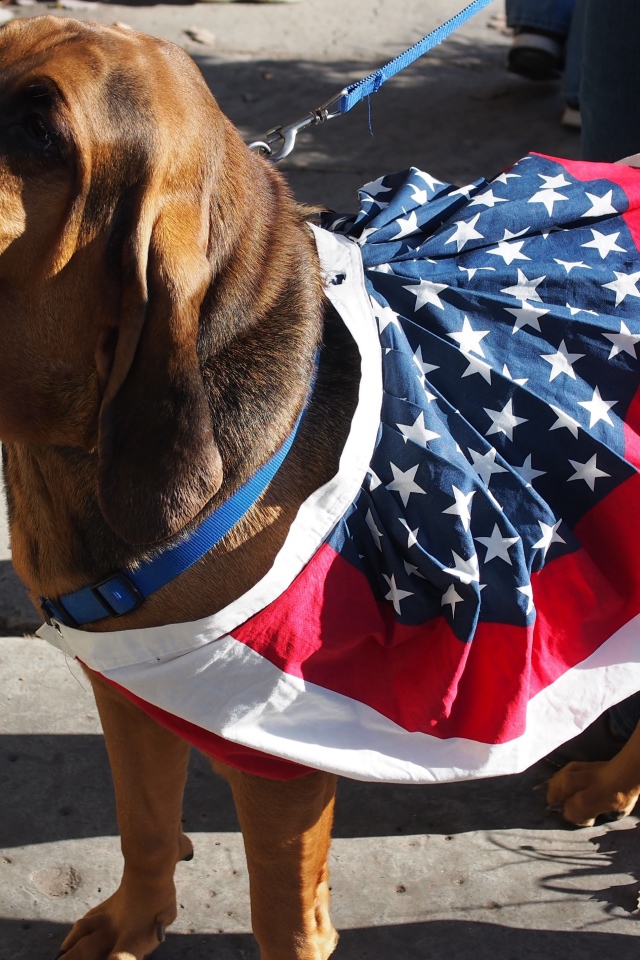 Красивый бладхаунд с хозяином