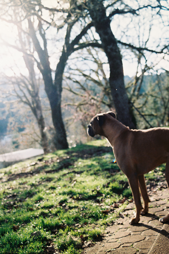Красивый боксёр любуется природой