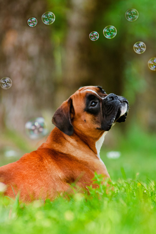 Красивый боксёр и мыльные пузыри