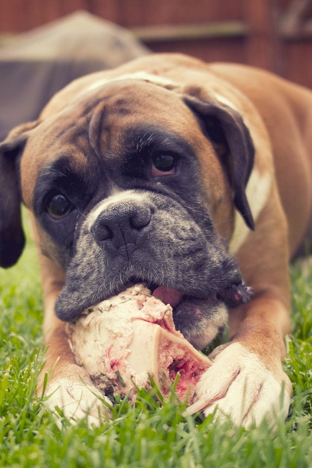 Красивый боксёр грызёт кость