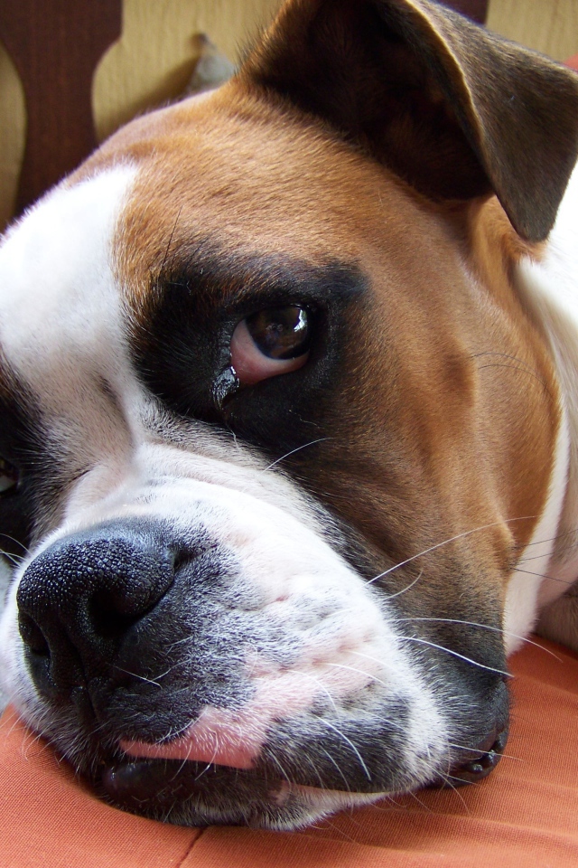 Красивый боксёр собирается спать