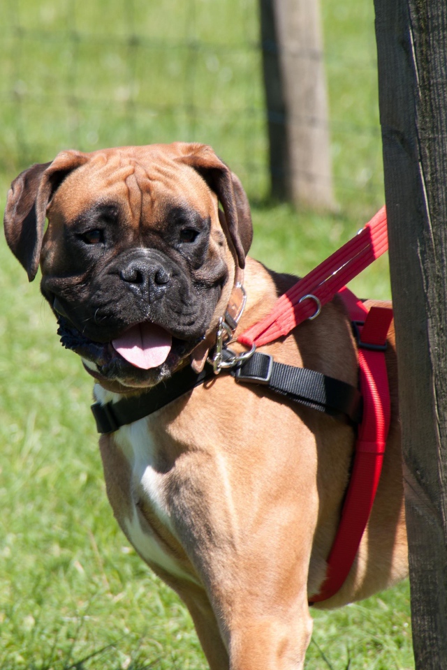 Красивый боксёр на поводке