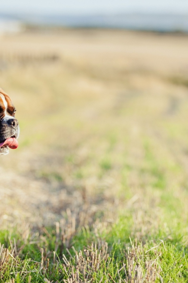Красивый боксёр гуляет по просторному полю