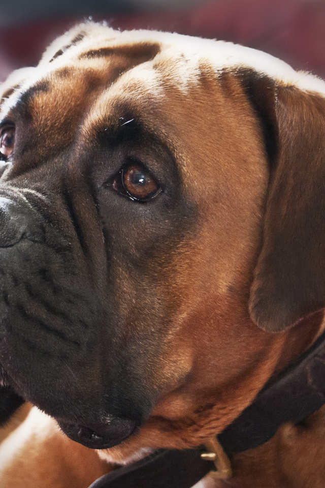 Красивый боксёр смотрит на хозяина