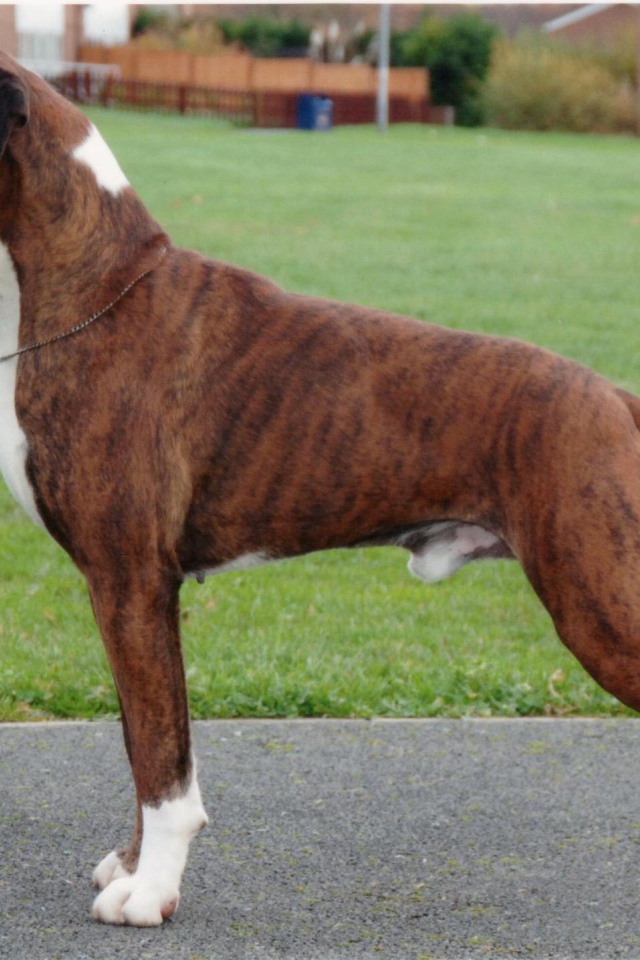 Красивый боксёр позирует