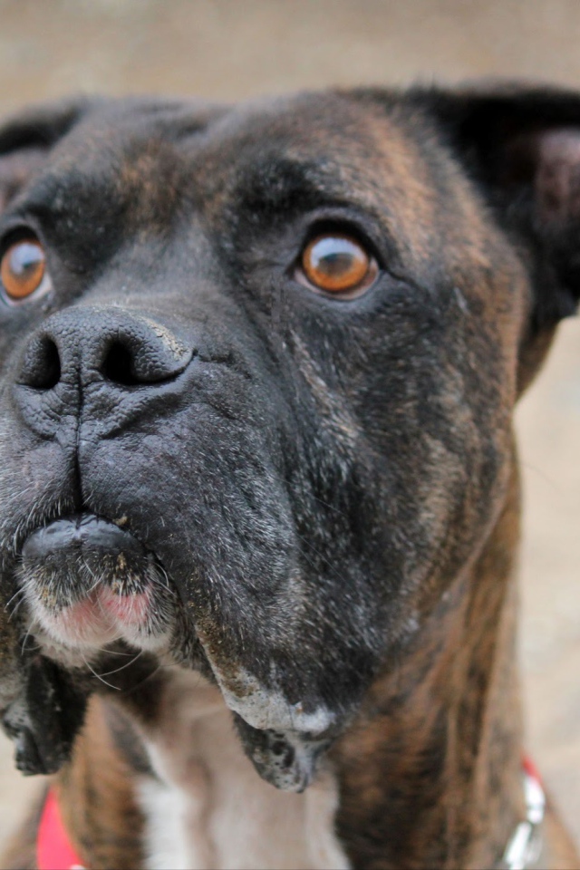 Красивый боксёр кого-то увидел