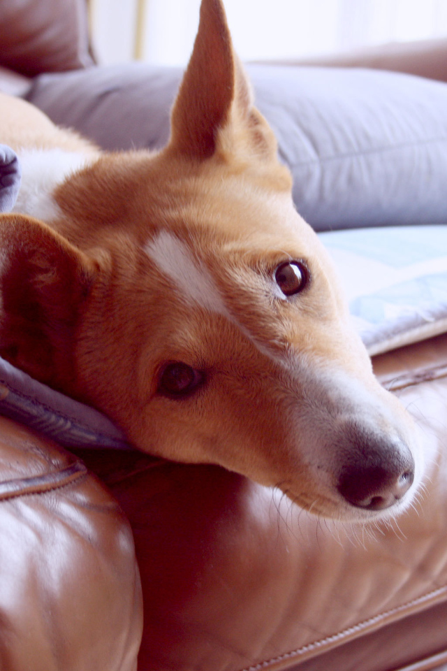 Красивая собака породы басенджи отдыхает на диване
