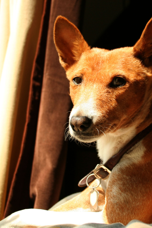 Красивая собака породы басенджи возле окна