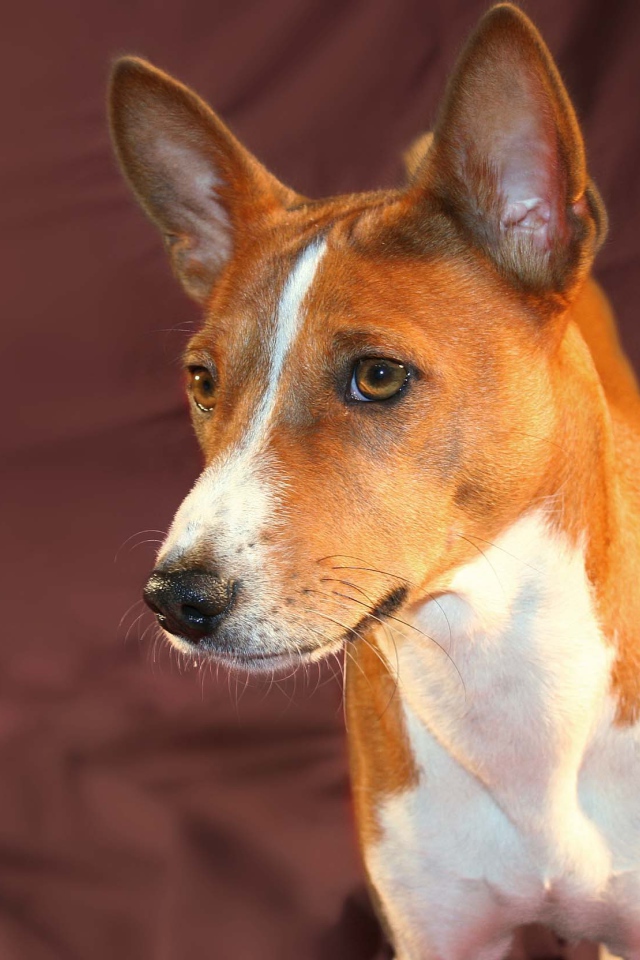Красивая собака породы басенджи позирует на бордовом фоне