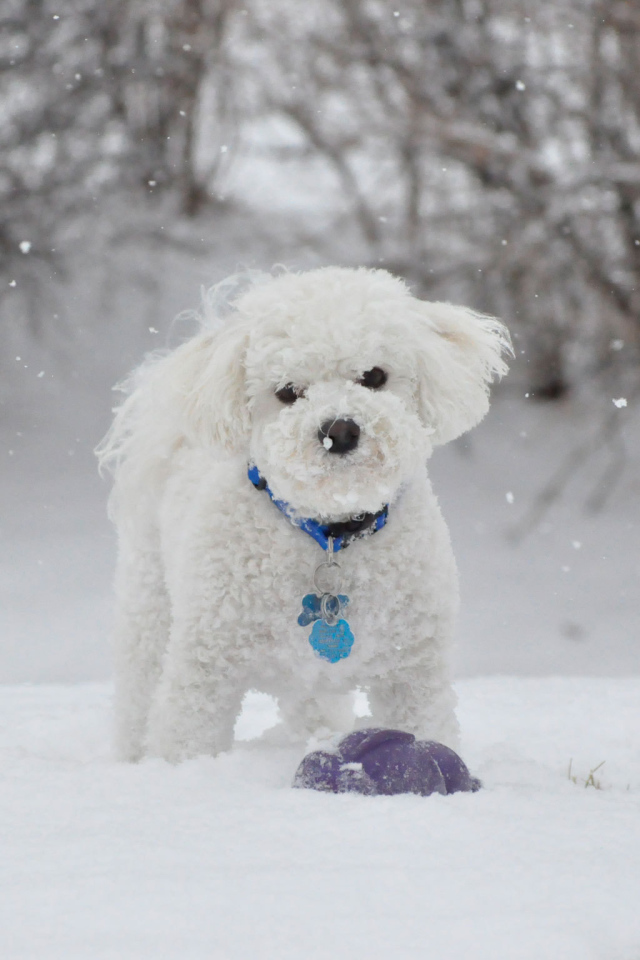 Красивая собака породы бишон-фриз зимой на прогулке