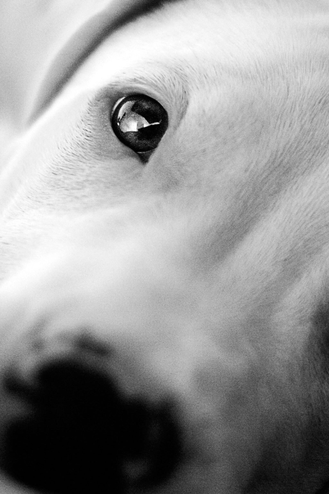 Красивые глаза аргентинского дога