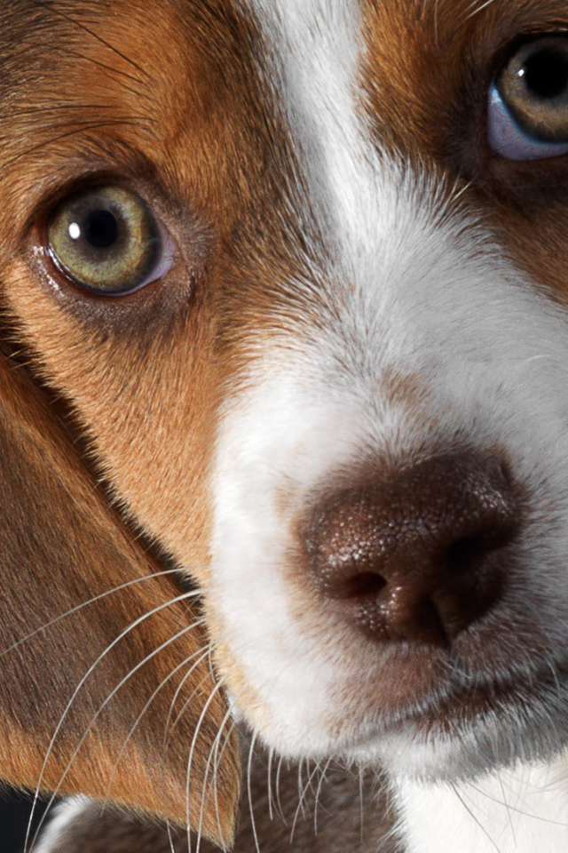 Красивые глаза собаки породы бигль