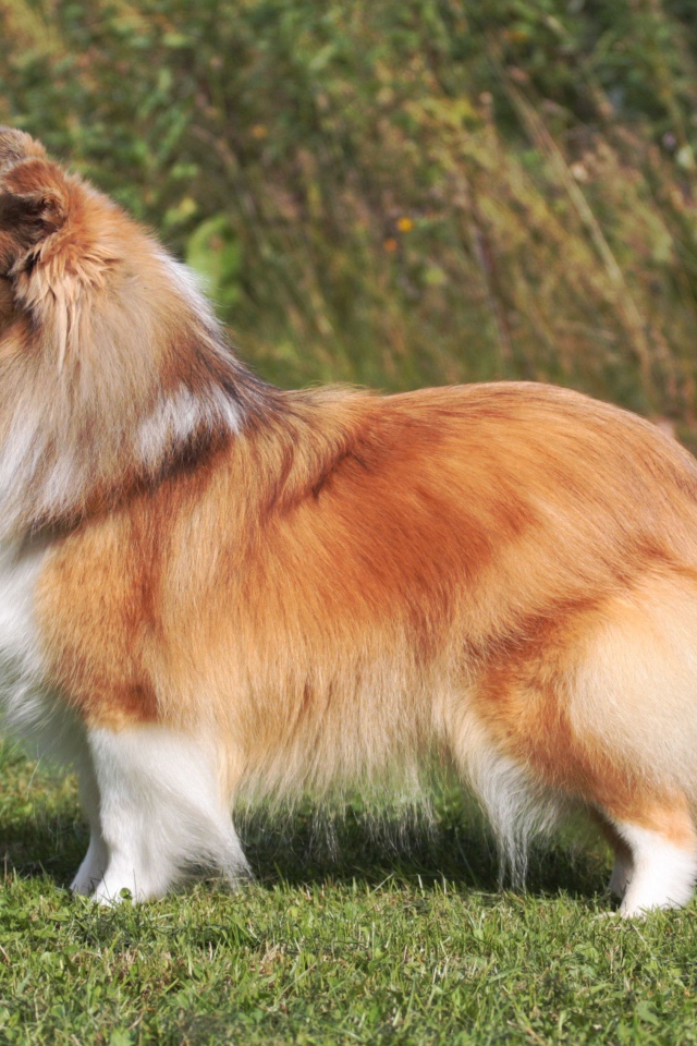 Пушистая красивая собака породы шелти