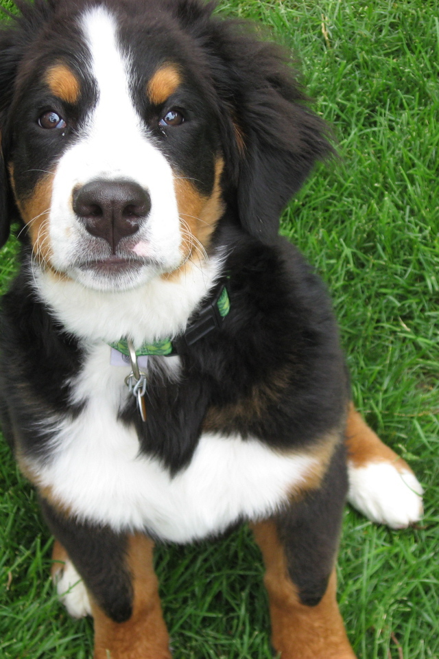 Красивый щенок бернской пастушьей собаки на траве