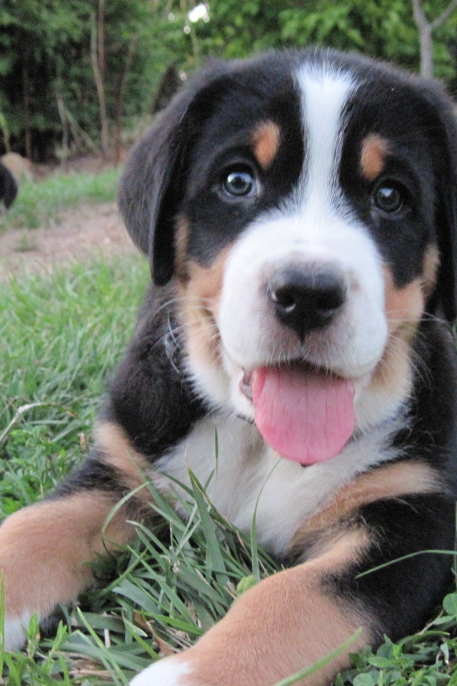 Красивый щенок большого швейцарского зенненхунда