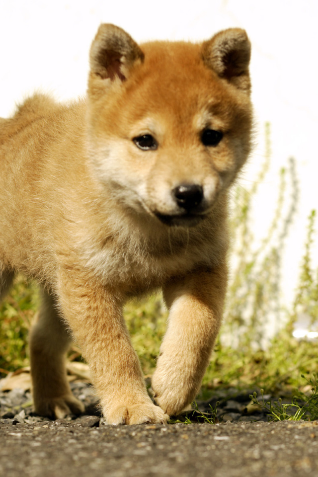 Красивый щенок акита-ину