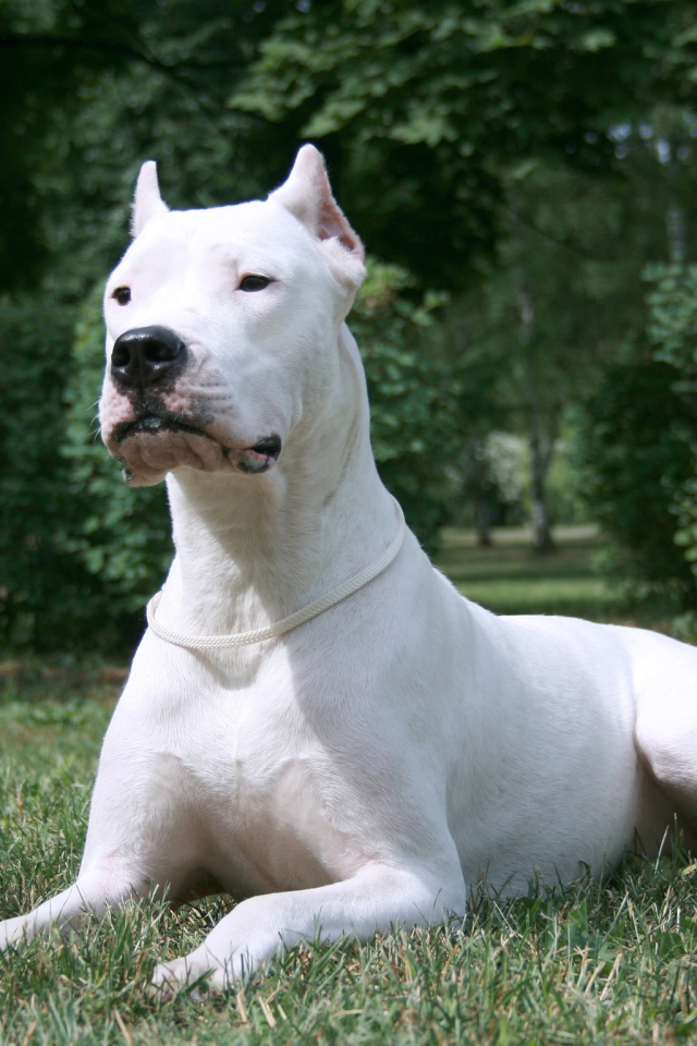 Красивый серьёзный аргентинский дог