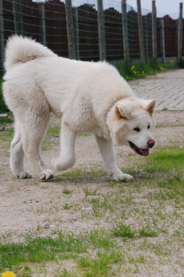 Белая красивая акита-ину