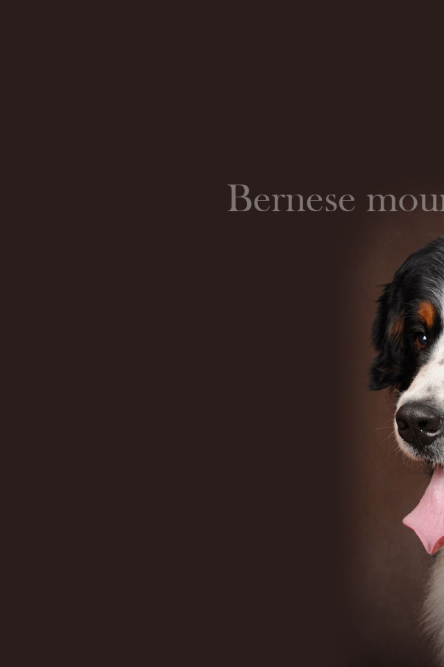 Бернская пастушья собака, красивая картинка
