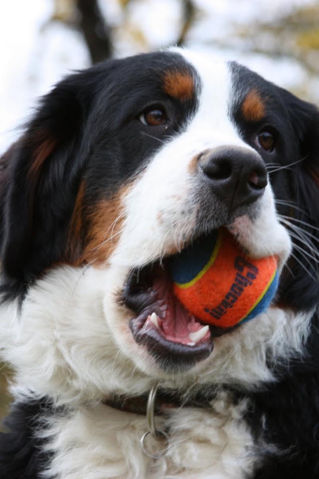 Bernese Mountain Dog chews ball