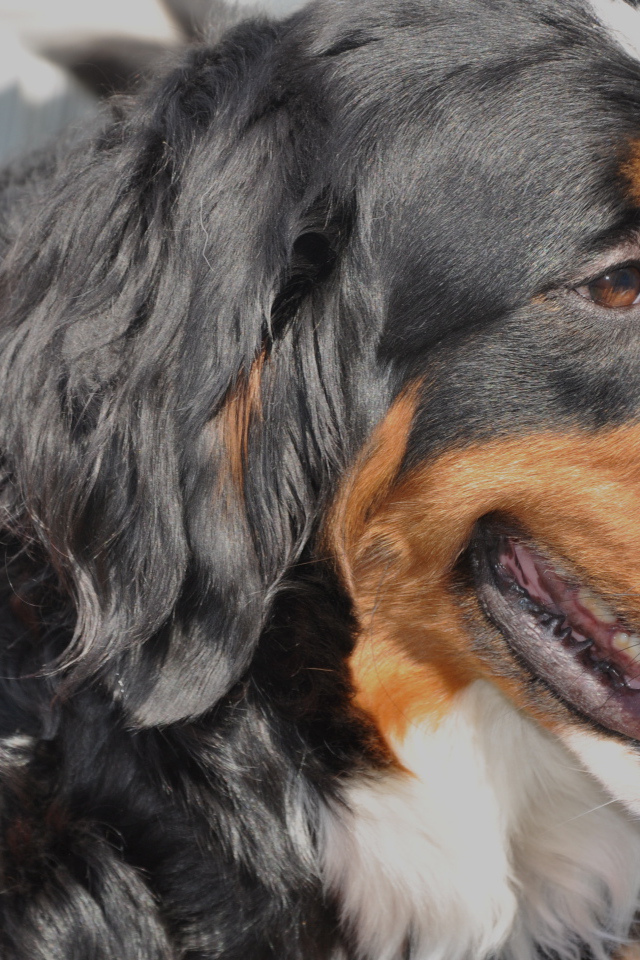 Bernese Mountain Dog closeup
