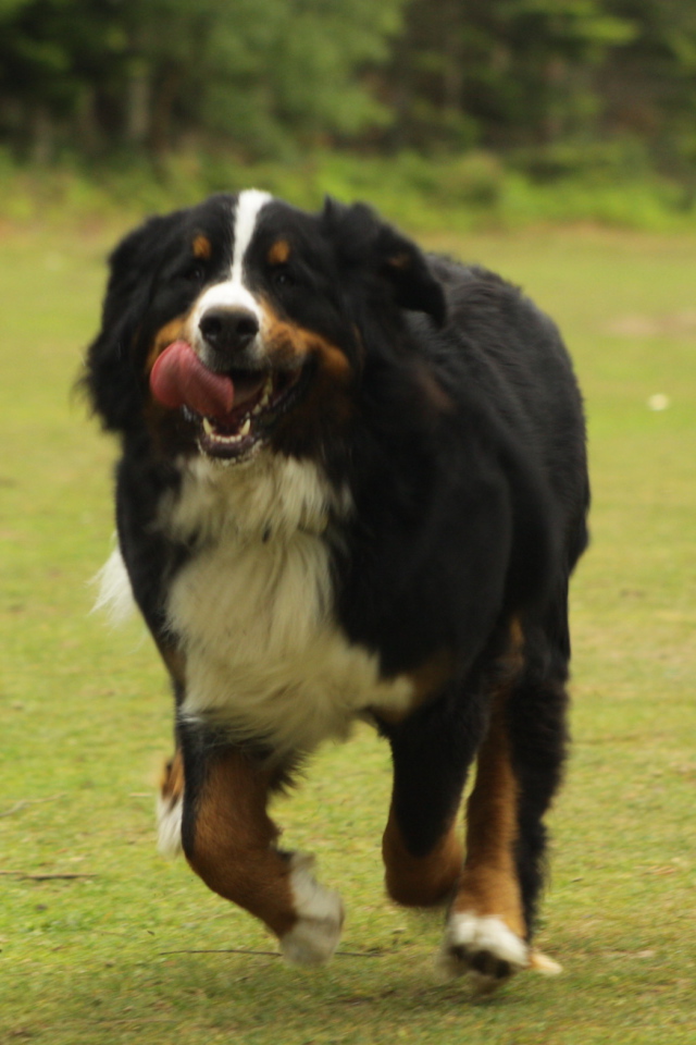 Бернская пастушья собака спешит к хозяину