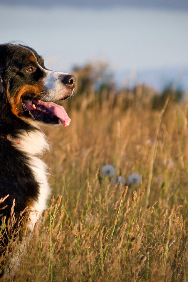 Бернская пастушья собака в поле