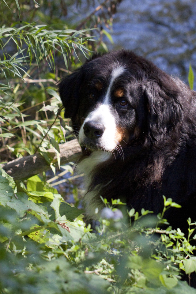 Бернская пастушья собака в кустах
