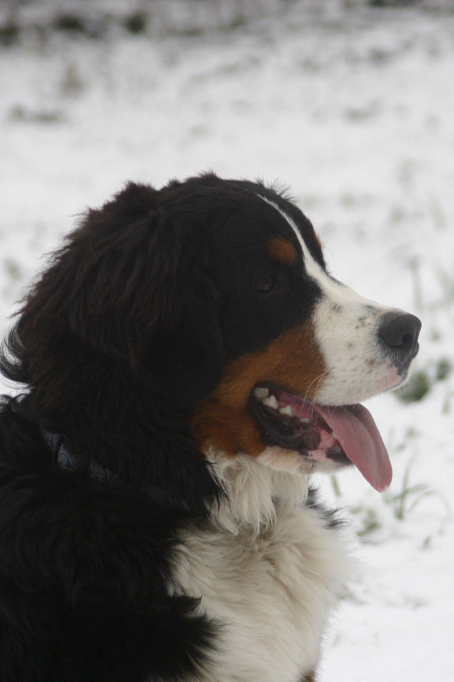 Бернская пастушья собака в снегу на фоне снегу