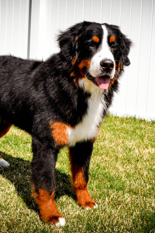 Bernese Mountain Dog in white fence